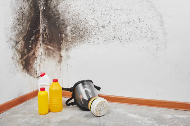 Best Commercial Mold Removal  in Hickory, NC