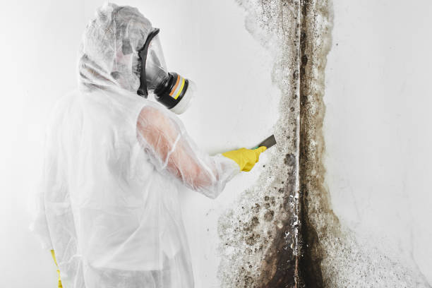 Reliable Hickory, NC Mold Removal Solutions